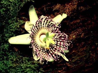flora gede pangrango