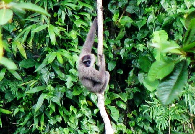 satwa fauna gede pangrango