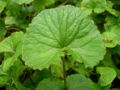 antanan di taman obat kebun raya cibodas