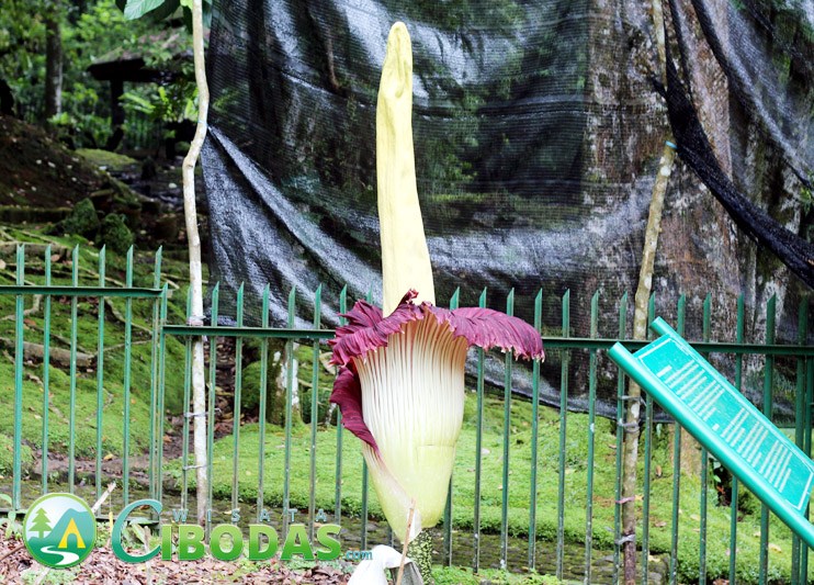 bunga bangkai di kebun raya cibodas