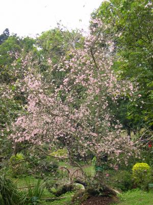 bunga sakura di kebun raya cibodas