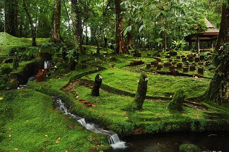 taman lumut di kebun raya cibodas