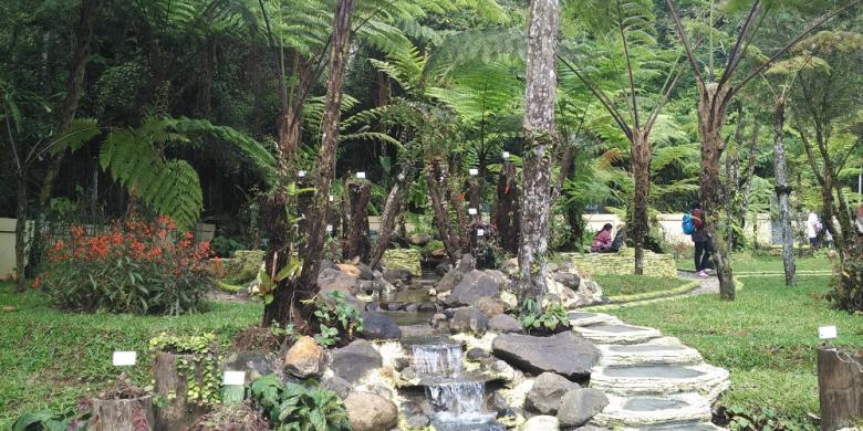 taman paku kebun raya cibodas